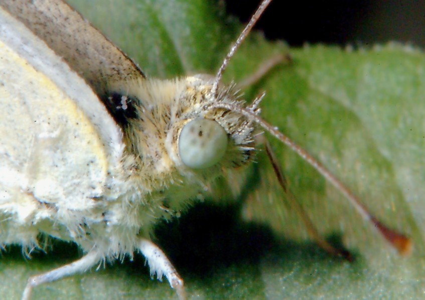 Farfalla e altri insetti